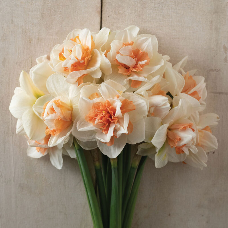 My Story® Narcissus