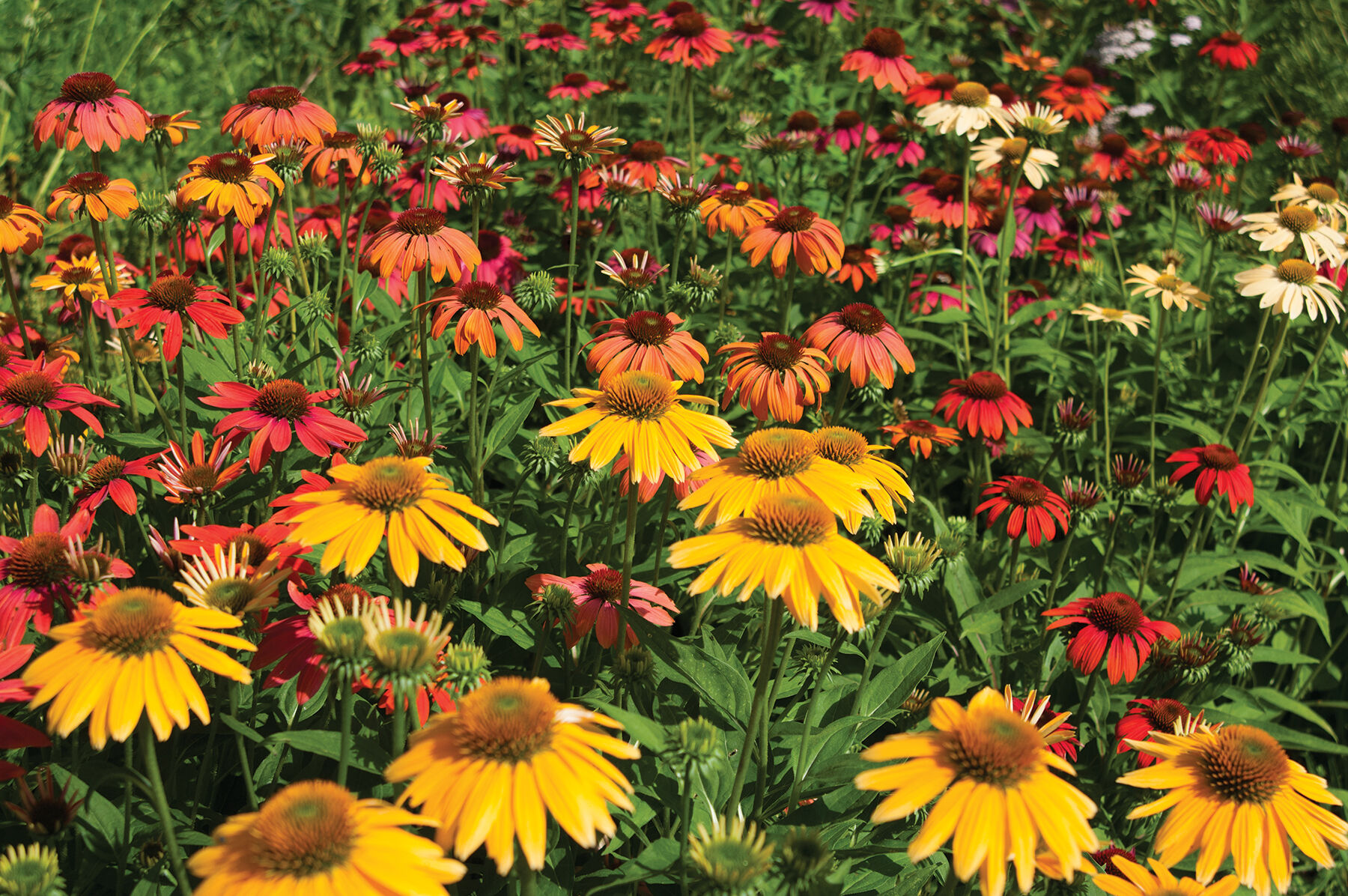 Cheyenne Spirit Echinacea (Coneflower)