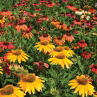 Cheyenne Spirit Echinacea (Coneflower)