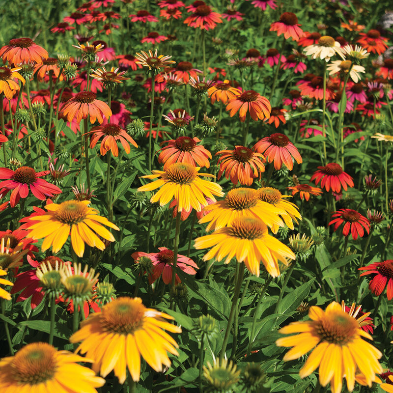 Cheyenne Spirit Cheyenne Spirit Echinacea (Coneflower)