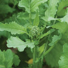 Spring Raab Mini Broccoli