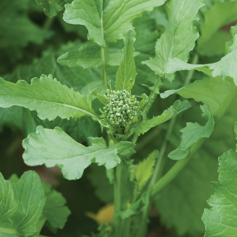 Spring Raab Mini Broccoli