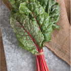 Ruby Red or Rhubarb Chard Ruby Red or Rhubarb Chard Swiss Chard