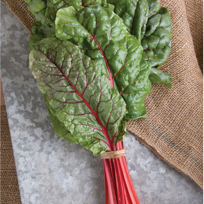 Ruby Red Or Rhubarb Chard Seed Johnny S Selected Seeds Ruby Red Or Rhubarb Chard Seed Johnny S Selected Seeds