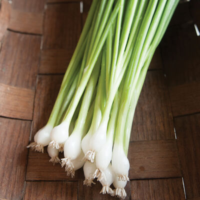 Guardsman Guardsman Bunching Onions
