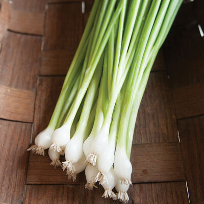 Guardsman Bunching Onions