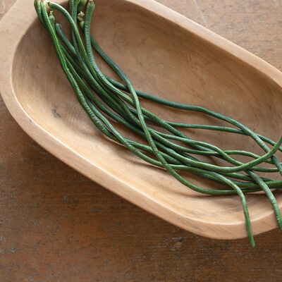 Python Python Pole Beans