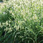 Greater Quaking Grass Grasses, Ornamental