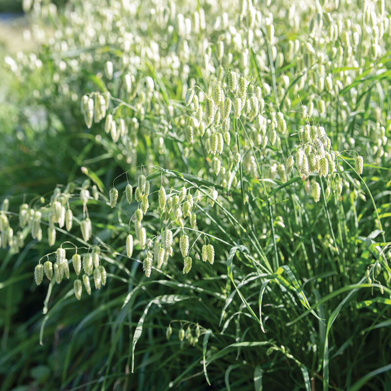 Greater Quaking Grass Grasses, Ornamental