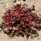 Oscarde Oakleaf Lettuce