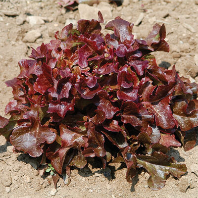 Oscarde Oakleaf Lettuce