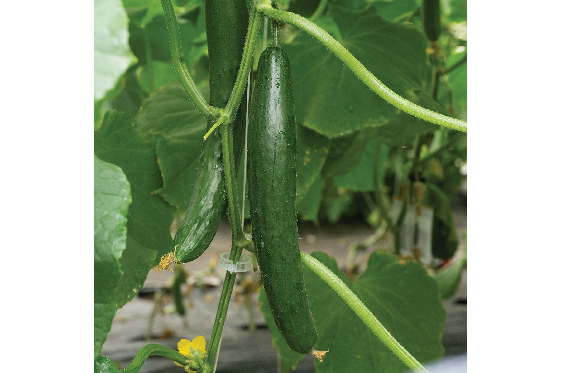 Tasty Jade Specialty Cucumbers