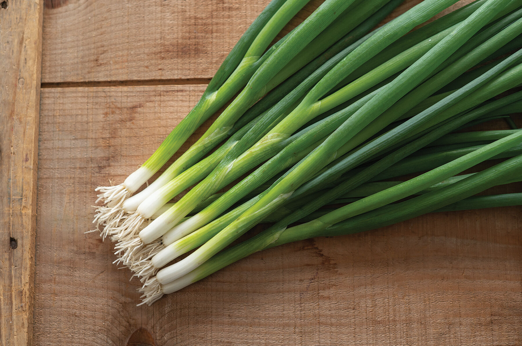 Onion Seeds - Organic Varieties | Johnny's Selected Seeds