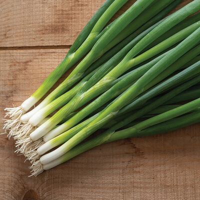 Feast Bunching Onions