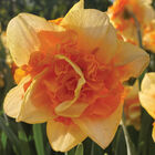 Suncatcher® Narcissus