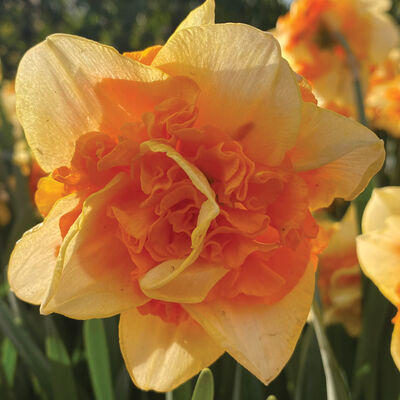 Suncatcher® Narcissus