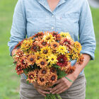 Sahara Rudbeckia (Black-Eyed Susan)