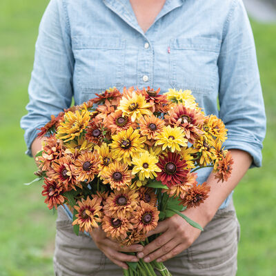 Sahara Rudbeckia (Black-Eyed Susan)