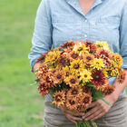 Sahara Sahara Rudbeckia (Black-Eyed Susan)