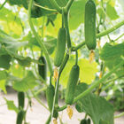 Picolino Seedless and Thin-skinned Cucumbers