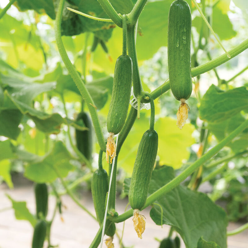 Picolino Seedless and Thin-skinned Cucumbers