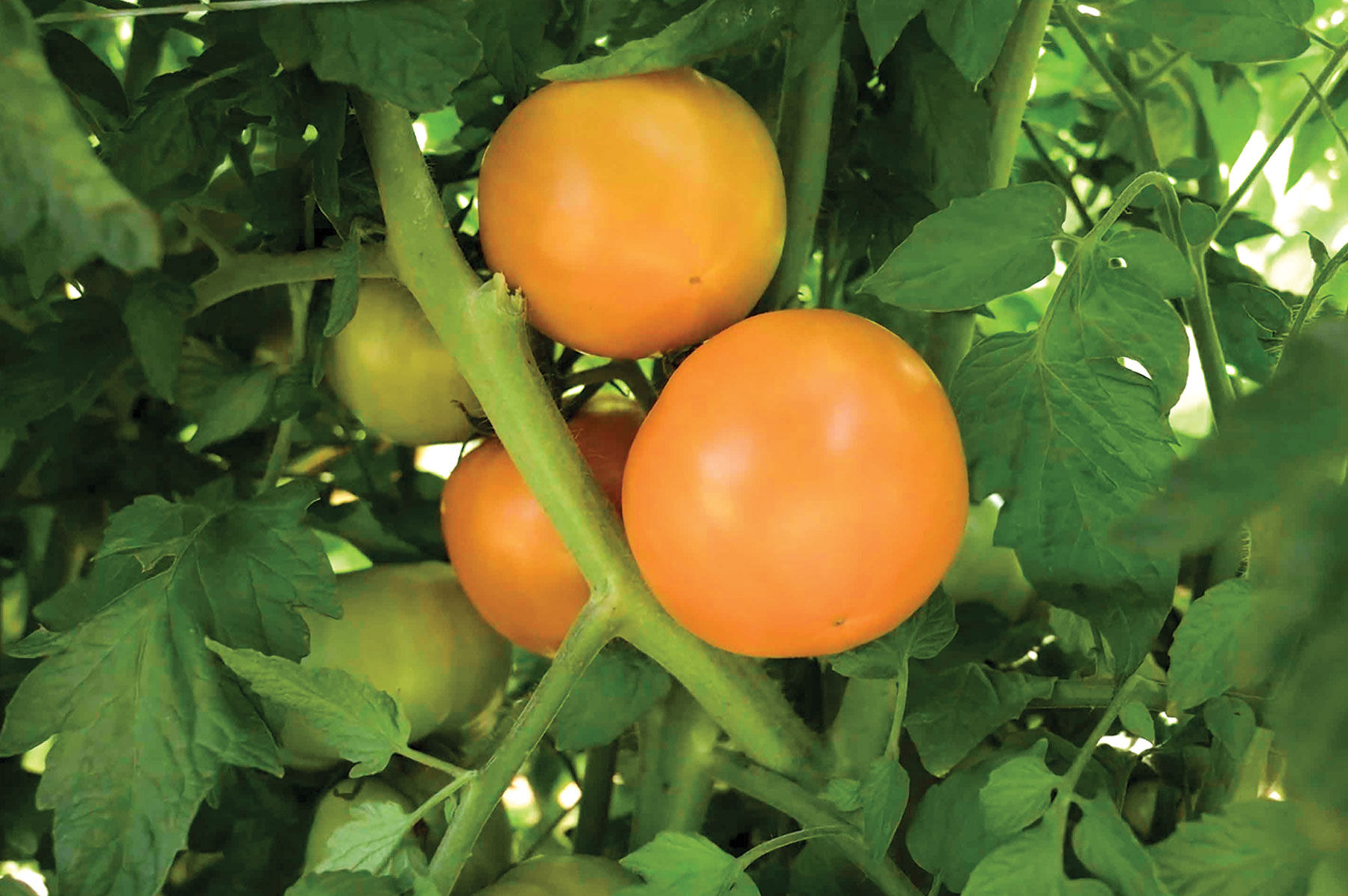 Marmalade Skies Specialty Tomatoes