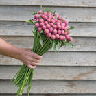 Sequin Gomphrena (Globe Amaranth)