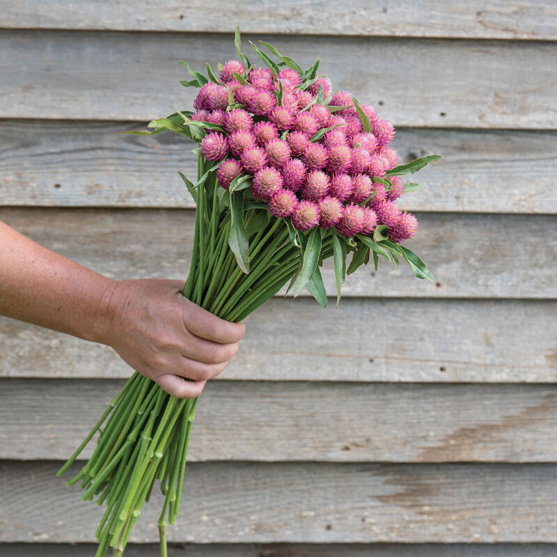 Sequin Gomphrena (Globe Amaranth)