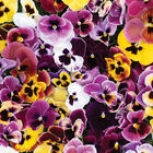 Aalsmeer King Size Mix Viola (Pansy)