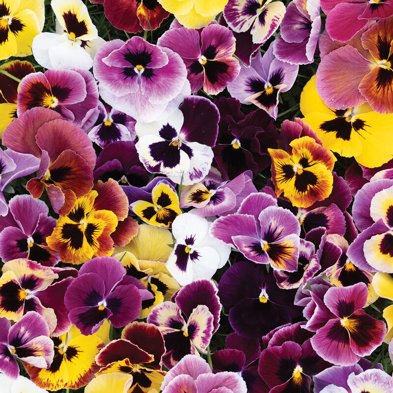 Aalsmeer King Size Mix Viola (Pansy)