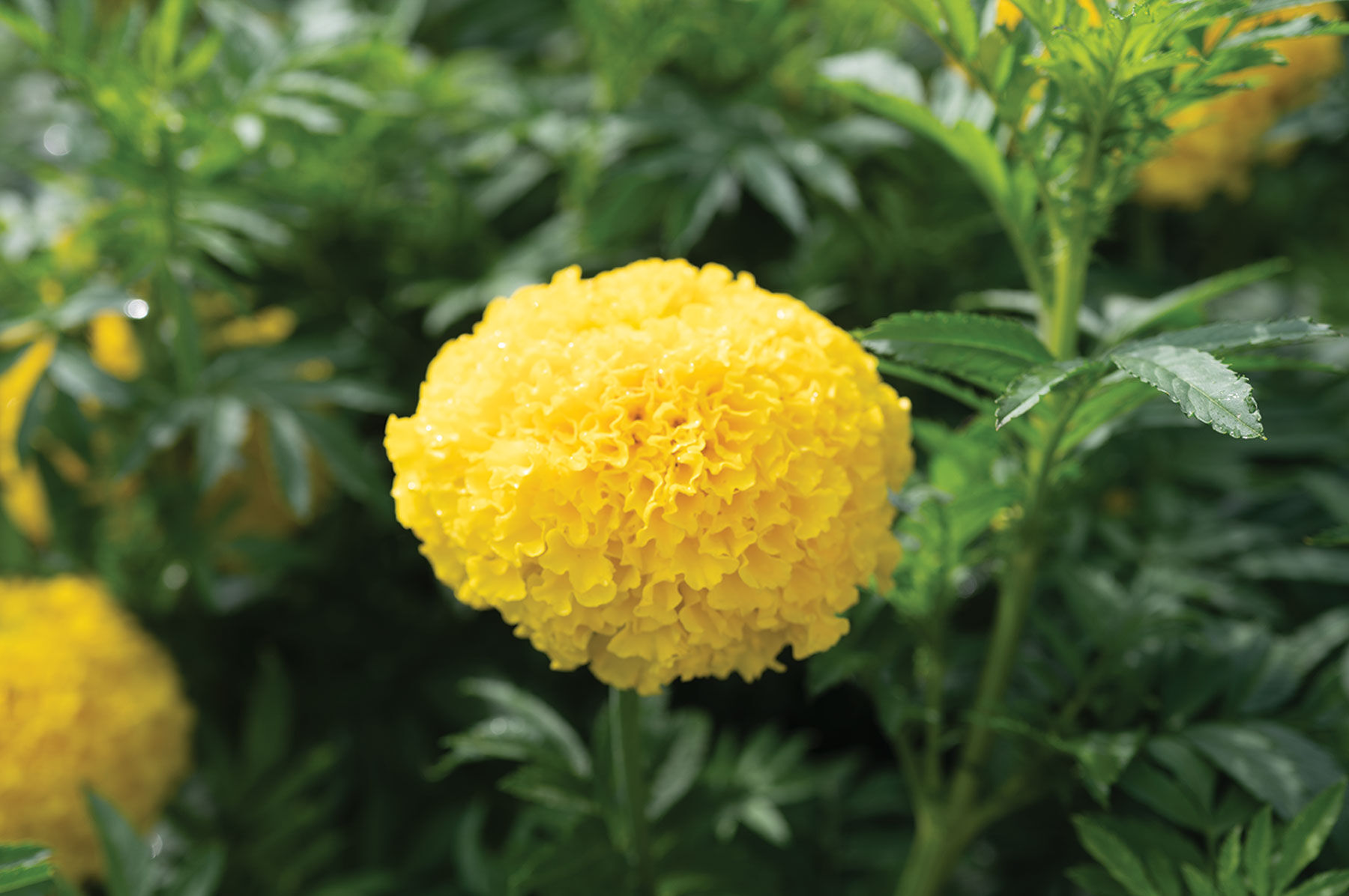 Coco™ Yellow - (F1) Marigold Seed | Johnny's Selected Seeds