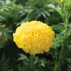Coco™ Yellow African Marigolds