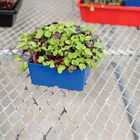 Polypro 5x5 Insert Pots – Blue, 8 Count Plastic Pots