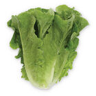 Gladius Romaine Lettuce (Cos)