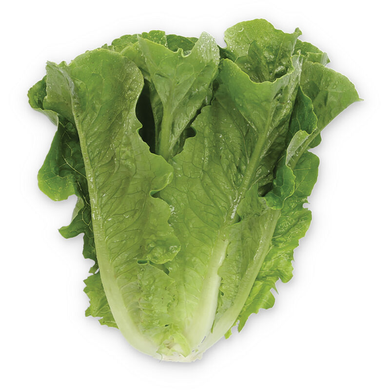 Gladius Romaine Lettuce (Cos)
