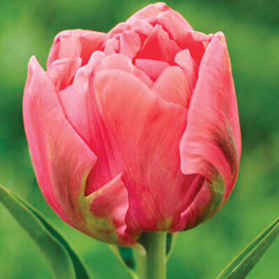 Salmon Symbiose® Tulips