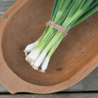 Evergreen Hardy White Bunching Onions
