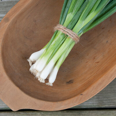 Evergreen Hardy White Bunching Onions