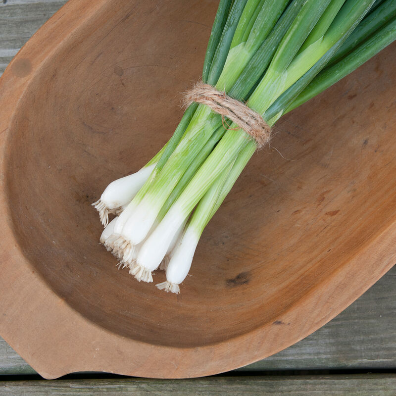 Evergreen Hardy White Bunching Onions