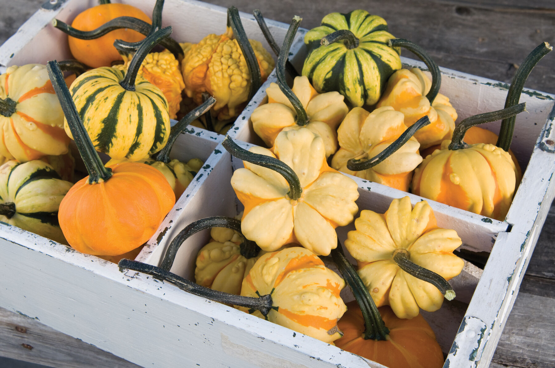 Johnny's Selected Seeds Daisy Gourd