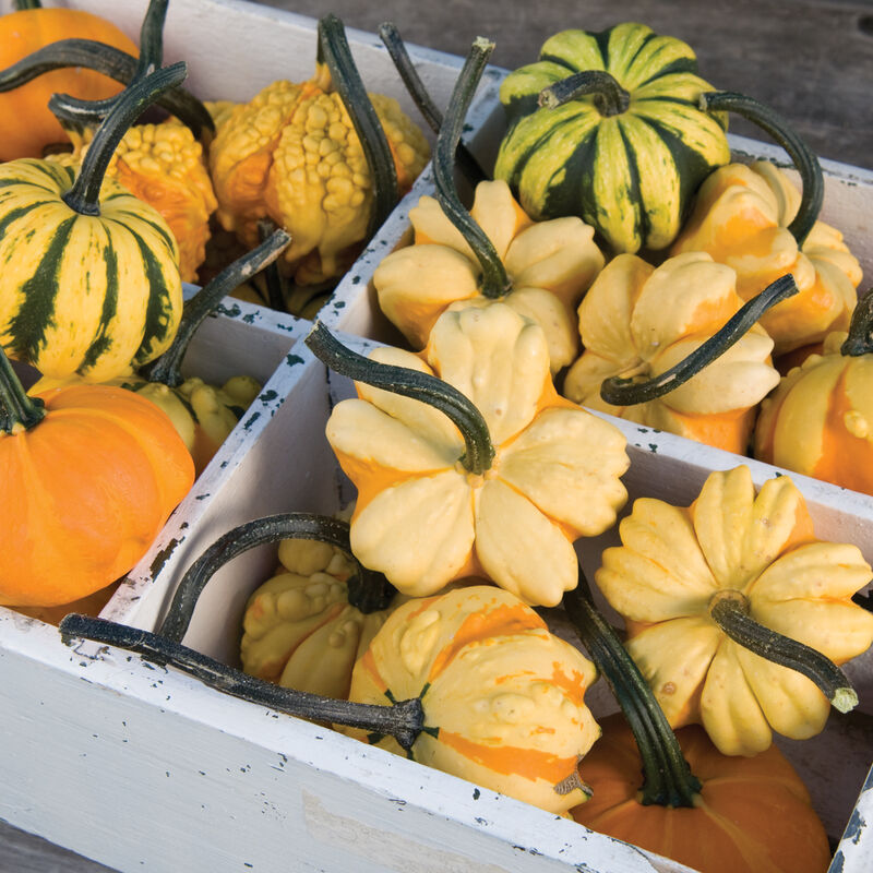 Daisy Gourd Gourds