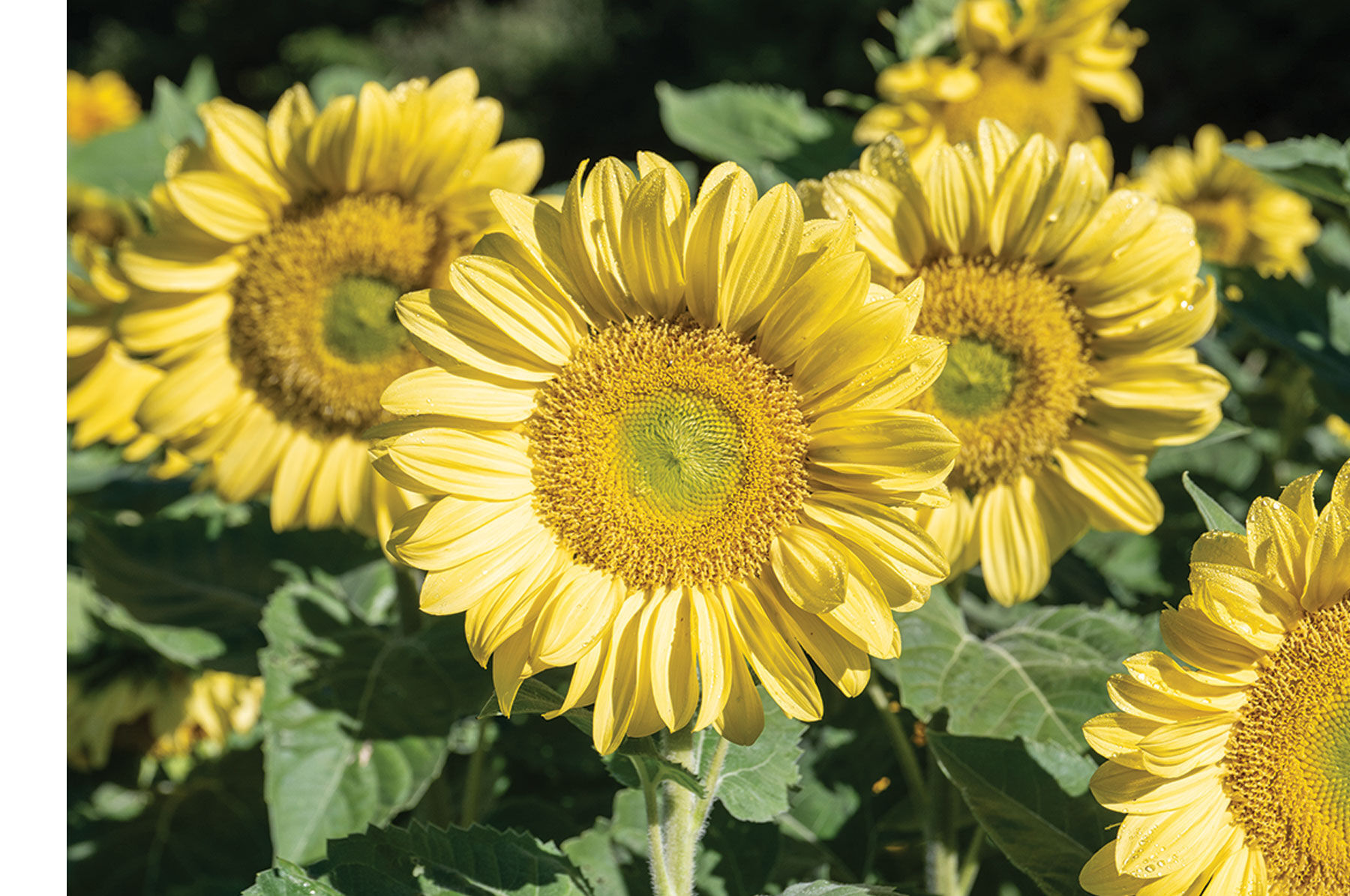 ProCut Series Sunflower Seeds | Johnny's Selected Seeds