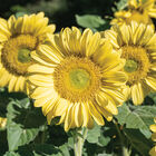 ProCut® Lemon Lite Tall Sunflowers