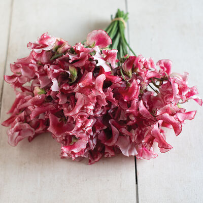 Mars Mars Sweet Peas