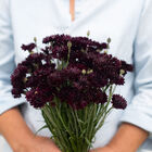 Black Button Centaurea (Bachelor's Button)