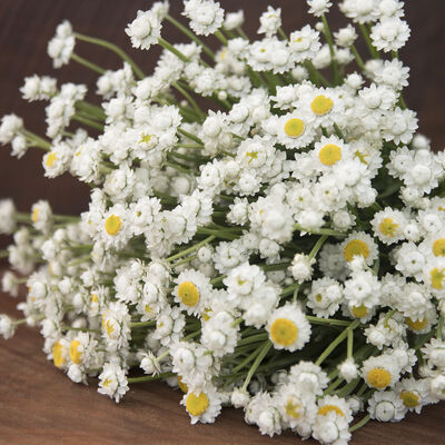 Winged Everlasting Winged Everlasting Ammobium
