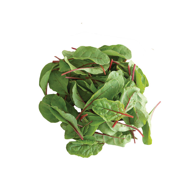 Ruby Red Or Rhubarb Chard Organic Seed Johnny S Selected Seeds Ruby Red Or Rhubarb Chard Organic Seed Johnny S Selected Seeds