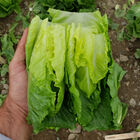 Chalupa Romaine Lettuce (Cos)