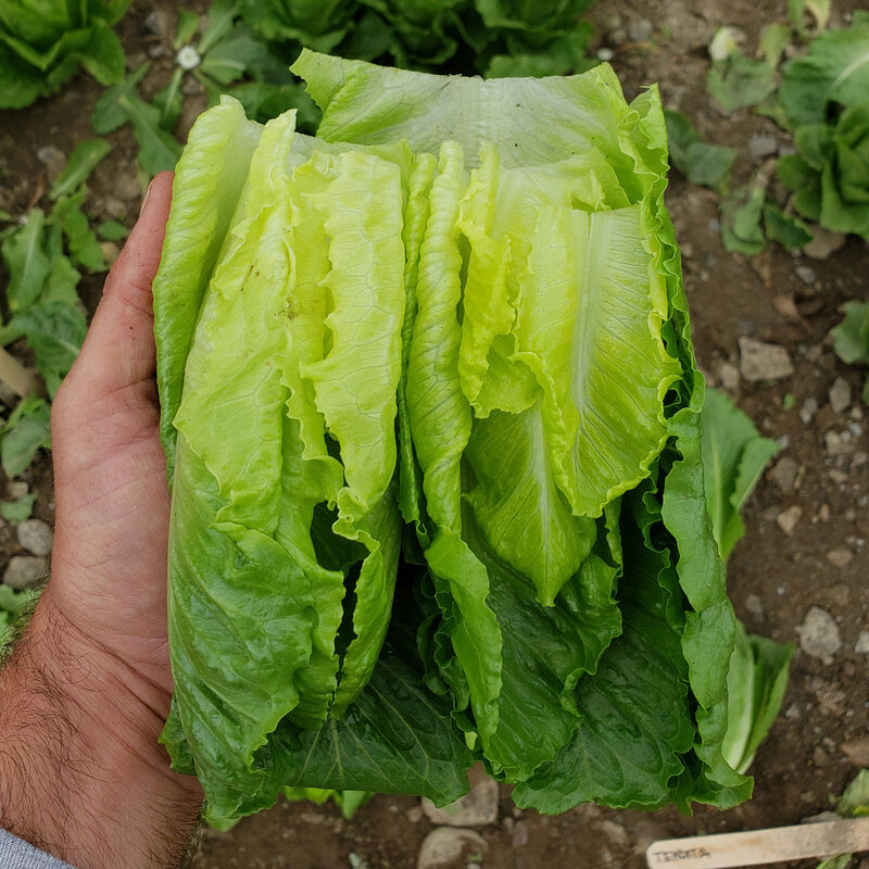 Chalupa Romaine Lettuce (Cos)