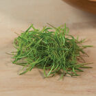 Dill Microgreen Herbs